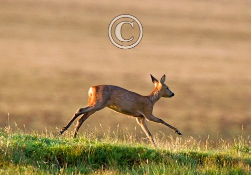 Roe Deer Doe DM1143